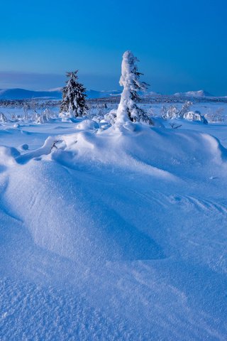 Обои деревья, снег, зима, швеция, сугробы, швеции, лапландия, gitsfjallets nature reserve, trees, snow, winter, sweden, the snow, lapland разрешение 2048x1365 Загрузить