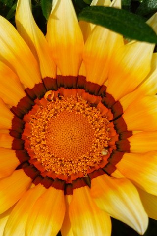 Обои желтый, макро, цветок, лепестки, цветком, газания, yellow, macro, flower, petals, gazania разрешение 4000x3000 Загрузить