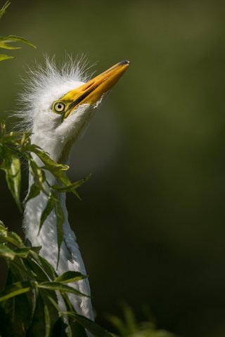 Обои природа, птица, белая, большая, цапля, great egret, nature, bird, white, large, heron разрешение 2048x1363 Загрузить