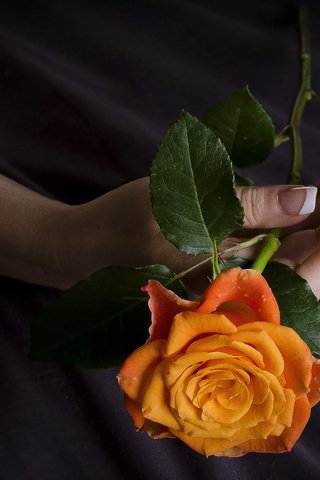 Обои рука, листья, цветок, роза, лепестки, пальцы, маникюр, ilusiones, javier, hand, leaves, flower, rose, petals, fingers, manicure разрешение 2560x1707 Загрузить