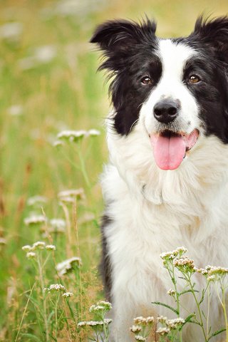 Обои собака, луг, бордер-колли, dog, meadow, the border collie разрешение 2560x1700 Загрузить