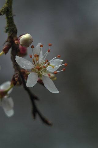 Обои ветка, весна, цвететение, branch, spring, cvetelina разрешение 2500x1545 Загрузить