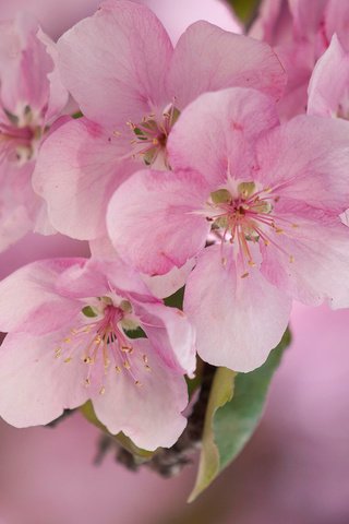 Обои цветы, макро, весна, розовые, яблоня, flowers, macro, spring, pink, apple разрешение 2048x1360 Загрузить