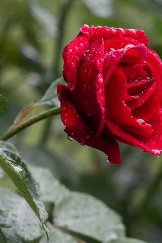 Обои цветок, роза, красная, дождь, капли воды, flower, rose, red, rain, water drops разрешение 2048x1361 Загрузить