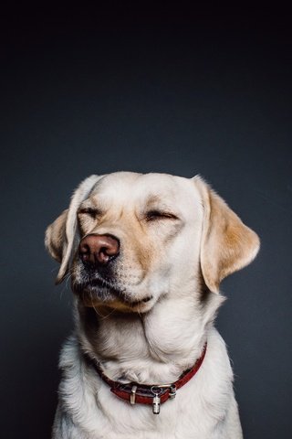 Обои морда, взгляд, собака, лабрадор, ретривер, face, look, dog, labrador, retriever разрешение 2800x1800 Загрузить