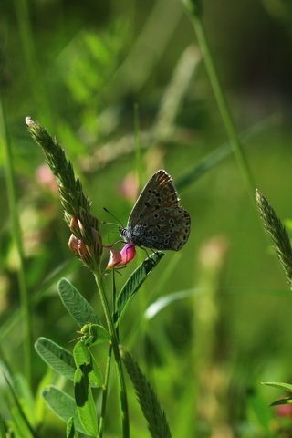 Обои цветы, трава, насекомое, бабочка, flowers, grass, insect, butterfly разрешение 1920x1280 Загрузить