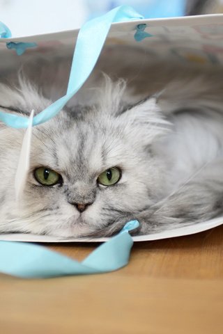 Обои глаза, кот, кошка, взгляд, пакет, сумка, пушистая, кошка персидская, eyes, cat, look, package, bag, fluffy, cat persian разрешение 2560x1709 Загрузить