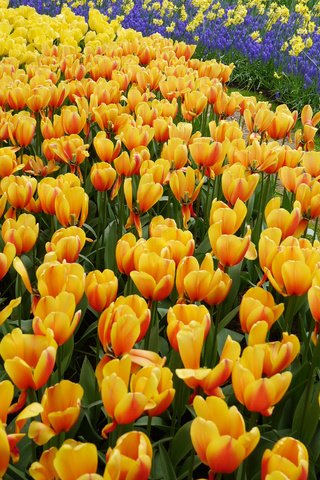 Обои тюльпаны, много, желтые, оранжевые, tulips, a lot, yellow, orange разрешение 4335x2800 Загрузить