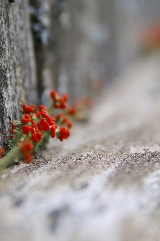 Обои цветы, природа, забор, flowers, nature, the fence разрешение 1920x1149 Загрузить