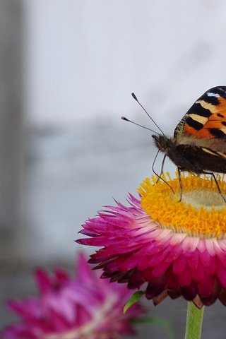 Обои насекомое, цветок, бабочка, усики, insect, flower, butterfly, antennae разрешение 5184x3888 Загрузить
