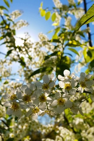 Обои цветы, макро, вишня, белые, соцветия, боке, flowers, macro, cherry, white, inflorescence, bokeh разрешение 4096x2304 Загрузить