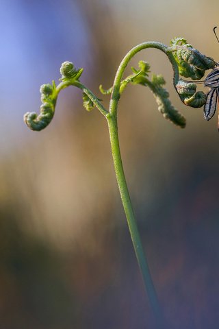 Обои макро, насекомое, бабочка, крылья, размытость, растение, стебель, macro, insect, butterfly, wings, blur, plant, stem разрешение 2048x1152 Загрузить