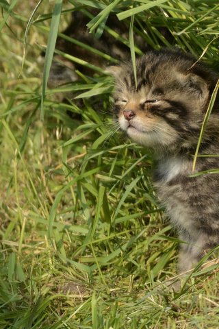 Обои трава, кошка, котенок, лесная, дикая кошка, шотландская, grass, cat, kitty, forest, wild cat, scottish разрешение 2891x2027 Загрузить