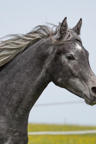 Обои лошадь, серый, конь, грива, (с) oliverseitz, horse, grey, mane, (c) oliverseitz разрешение 4000x2586 Загрузить