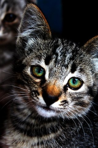 Обои глаза, мордочка, кошка, котенок, eyes, muzzle, cat, kitty разрешение 3456x5184 Загрузить