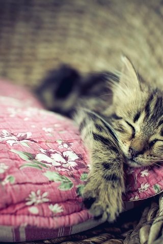 Обои кошка, сон, котенок, дом, уют, cat, sleep, kitty, house, comfort разрешение 1920x1294 Загрузить