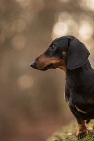 Обои взгляд, собака, друг, такса, jopie, davy, look, dog, each, dachshund разрешение 5346x3569 Загрузить