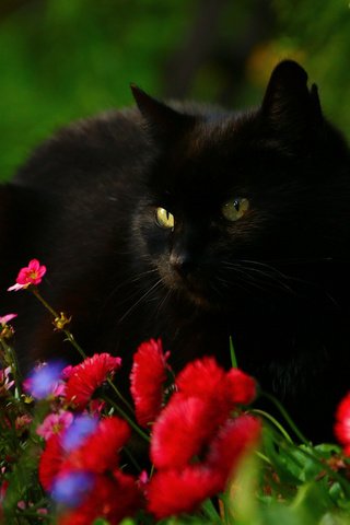 Обои цветы, кот, мордочка, взгляд, черный кот, маргаритки, flowers, cat, muzzle, look, black cat, daisy разрешение 3010x2007 Загрузить