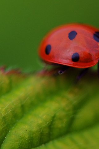 Обои макро, насекомое, листок, божья коровка, macro, insect, leaf, ladybug разрешение 3588x2018 Загрузить