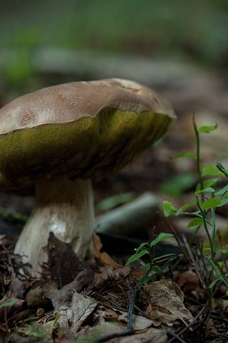 Обои природа, лес, макро, осень, гриб, боке, nature, forest, macro, autumn, mushroom, bokeh разрешение 3628x2419 Загрузить