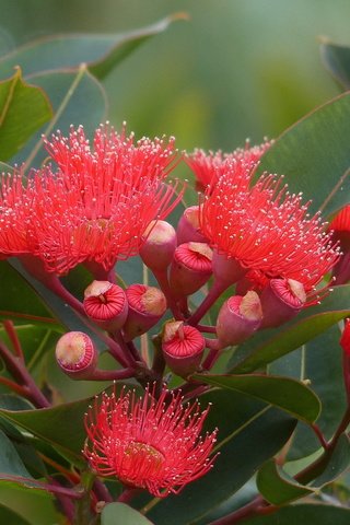 Обои цветы, природа, цветение, листья, эвкалипт, flowers, nature, flowering, leaves, eucalyptus разрешение 2560x1600 Загрузить