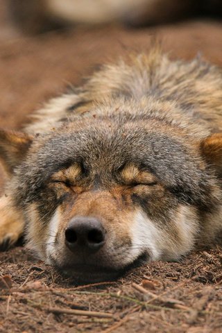 Обои природа, спит, волк, quiet-bliss, nature, sleeping, wolf разрешение 2000x1333 Загрузить