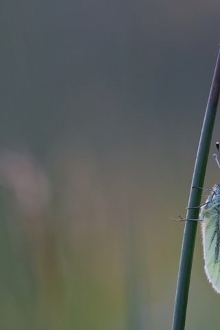 Обои макро, бабочка, насекомые, божья коровка, macro, butterfly, insects, ladybug разрешение 2880x1620 Загрузить