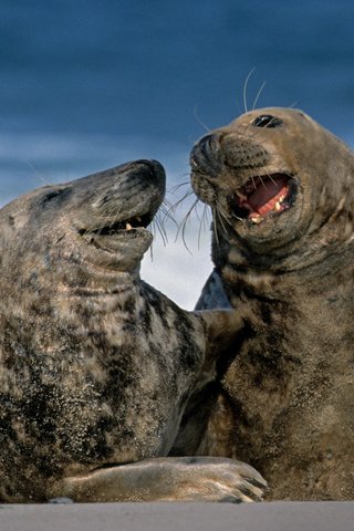 Обои серые, германия, тюлени, гельголанд, длинномордый тюлень, grey, germany, seals, helgoland, glennamaddy seal разрешение 1920x1200 Загрузить