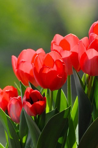 Обои цветы, бутоны, красные, весна, тюльпаны, flowers, buds, red, spring, tulips разрешение 2591x1818 Загрузить