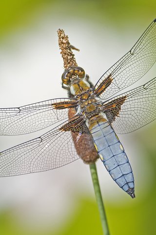 Обои макро, насекомое, крылья, стрекоза, macro, insect, wings, dragonfly разрешение 2048x1365 Загрузить