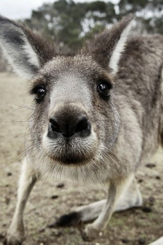 Обои морда, взгляд, животное, кенгуру, с серыми, кенгурёнок, face, look, animal, kangaroo, gray разрешение 2560x1600 Загрузить