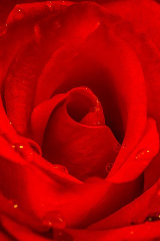 Обои макро, цветок, капли, роза, лепестки, красная, macro, flower, drops, rose, petals, red разрешение 2048x1152 Загрузить