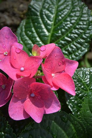 Обои цветы, листья, макро, капли, розовые, гортензия, flowers, leaves, macro, drops, pink, hydrangea разрешение 6000x4000 Загрузить