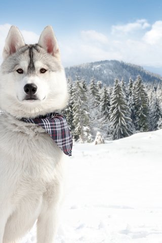 Обои горы, лес, зима, собака, хаски, сибирский хаски, mountains, forest, winter, dog, husky, siberian husky разрешение 4800x3200 Загрузить