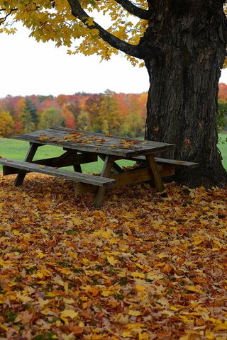 Обои дерево, листья, осень, стол, скамья, tree, leaves, autumn, table, bench разрешение 2048x1365 Загрузить