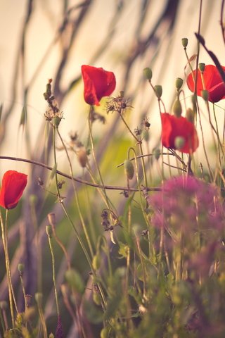 Обои цветы, трава, лепестки, красные, маки, flowers, grass, petals, red, maki разрешение 5118x3412 Загрузить