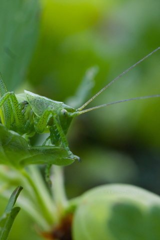 Обои природа, листья, макро, насекомое, кузнечик, боке, nature, leaves, macro, insect, grasshopper, bokeh разрешение 3888x2592 Загрузить