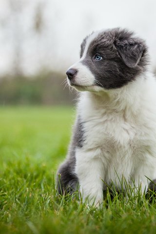 Обои трава, собака, серый, луг, щенок, аусси, grass, dog, grey, meadow, puppy, aussie разрешение 2048x1152 Загрузить