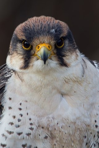 Обои взгляд, птица, фотограф, сокол, regina, lanner falcon, look, bird, photographer, falcon разрешение 2048x1540 Загрузить