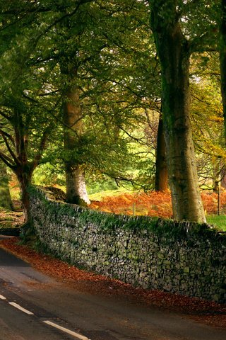 Обои дорога, деревья, листья, осень, англия, autumn road, mycatkins, road, trees, leaves, autumn, england разрешение 1920x1080 Загрузить