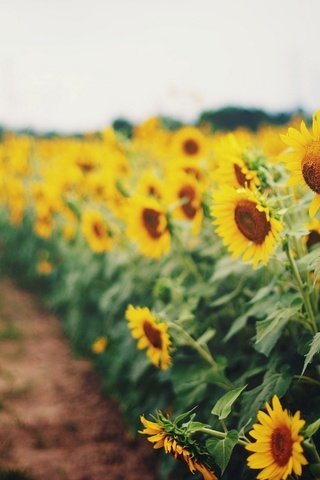 Обои цветы, трава, природа, зелень, поле, лето, подсолнухи, размытие, flowers, grass, nature, greens, field, summer, sunflowers, blur разрешение 1920x1200 Загрузить