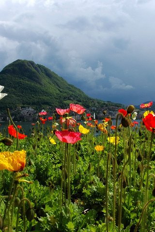 Обои цветы, горы, природа, швейцария, маки, лугано, flowers, mountains, nature, switzerland, maki, lugano разрешение 1920x1200 Загрузить