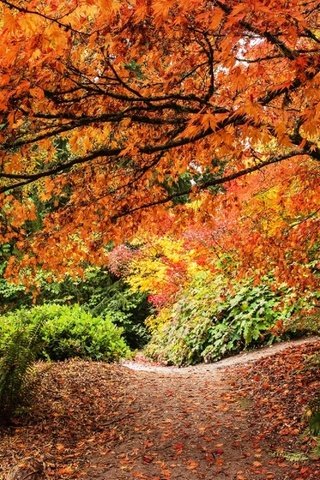 Обои деревья, washington park arboretum, дендрарий штата вашингтон, листья, тропмнка, парк, кусты, осень, сиэтл, папоротник, парковая дорожка, trees, arboretum in washington state, leaves, tropinka, park, the bushes, autumn, seattle, fern, park track разрешение 2999x2000 Загрузить