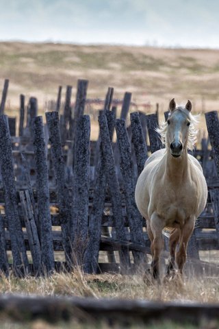 Обои лошадь, фон, забор, конь, грива, horse, background, the fence, mane разрешение 2048x1366 Загрузить