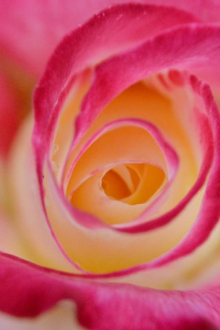 Обои макро, цветок, роза, лепестки, бутон, крупным планом, macro, flower, rose, petals, bud, closeup разрешение 2048x1362 Загрузить