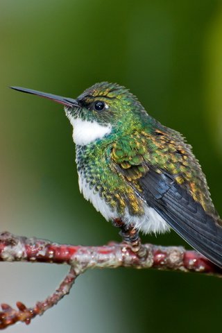 Обои птица, клюв, перья, колибри, white-throated hummingbird, leucochloris albi, dario sanches, bird, beak, feathers, hummingbird разрешение 1920x1547 Загрузить