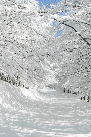 Обои небо, дорога, деревья, солнце, снег, зима, синее, the sky, road, trees, the sun, snow, winter, blue разрешение 1920x1080 Загрузить