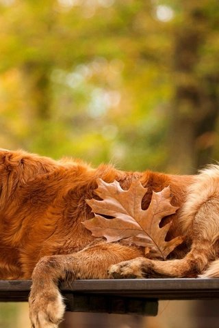 Обои осень, собака, лист, скамейка, золотистый ретривер, autumn, dog, sheet, bench, golden retriever разрешение 3250x1828 Загрузить