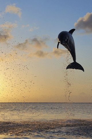 Обои закат, море, дельфины, sunset, sea, dolphins разрешение 2500x1406 Загрузить