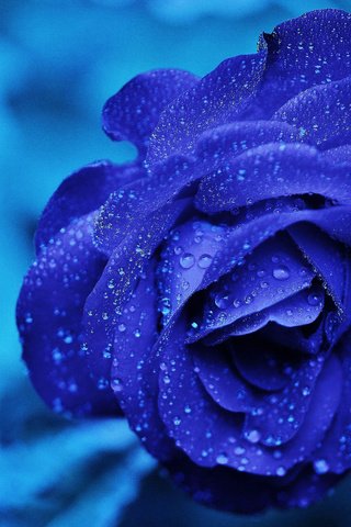 Обои макро, цветок, капли, роза, голубая, синяя, роз, macro, flower, drops, rose, blue, roses разрешение 4928x3264 Загрузить